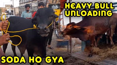 Cow Unloading Aur Mandi Ma Ak Aur Soda Ho Gya Cow Mandi Sialkot