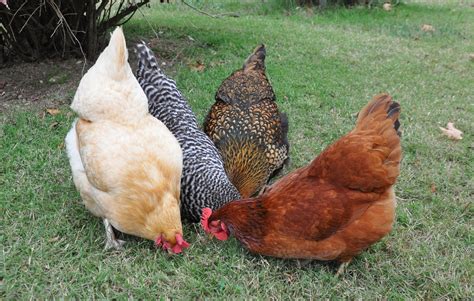 How To Photograph Chickens Community Chickens