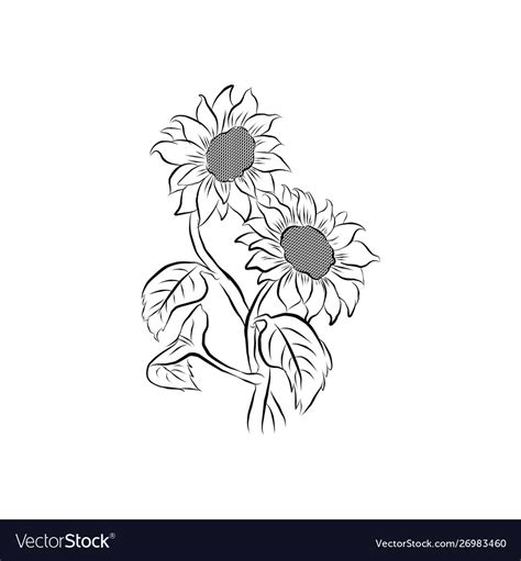 Sunflower Hand Drawing Royalty Free Vector Image