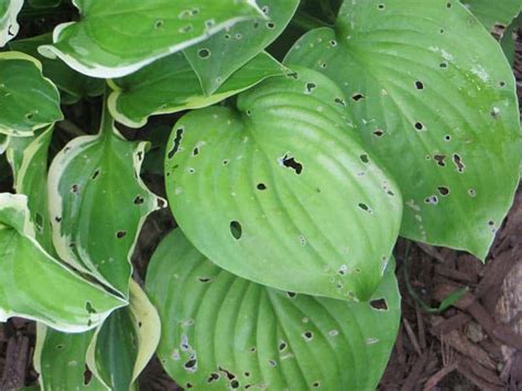 What Is Eating My Hostas And How To Stop It World Of Garden Plants