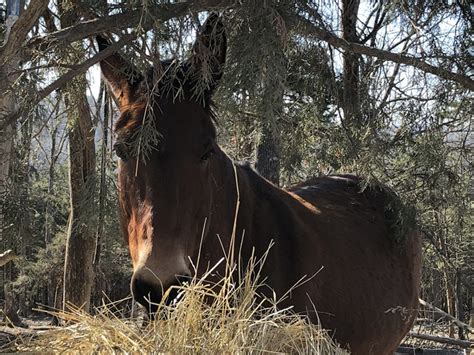 Missouri Mule Farm - Free photo on Pixabay - Pixabay