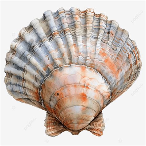 Clipart De Concha Em Aquarela Png Aquarela M O Empate Png Imagem