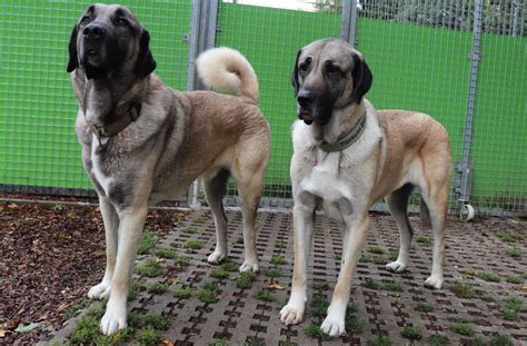 Tierheimtier Esslingen Tier Des Monats September Kangal Hirtenhunde