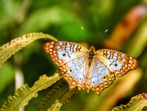 Arthur R. Marshall Loxahatchee National Wildlife Refuge | Friends of Arthur R. Marshall ...