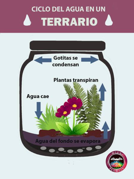 Como Funciona Un Terrario Terrarios