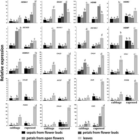 The Expression Profiles Of Chlorophyll Biosynthetic Genes Among The