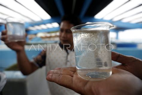 BUDIDAYA BENIH IKAN LAUT ANTARA Foto