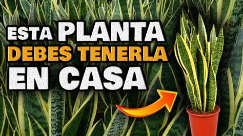 Los Incre Bles Beneficios Curativos De Esta Planta Cavitaciones