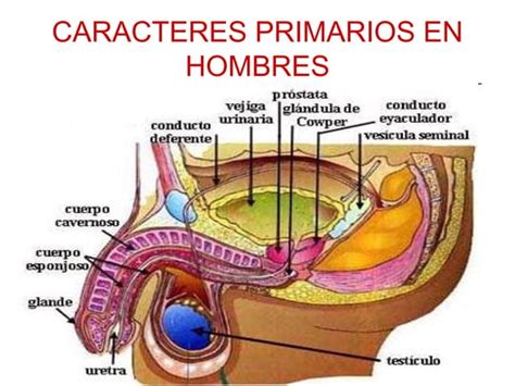 Sexualidad Humana Partes Gen Erotis Primero Secu Ppt