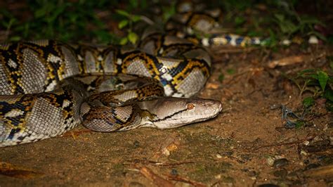 Reticulated Python Malayopython Reticulatus Observation Org