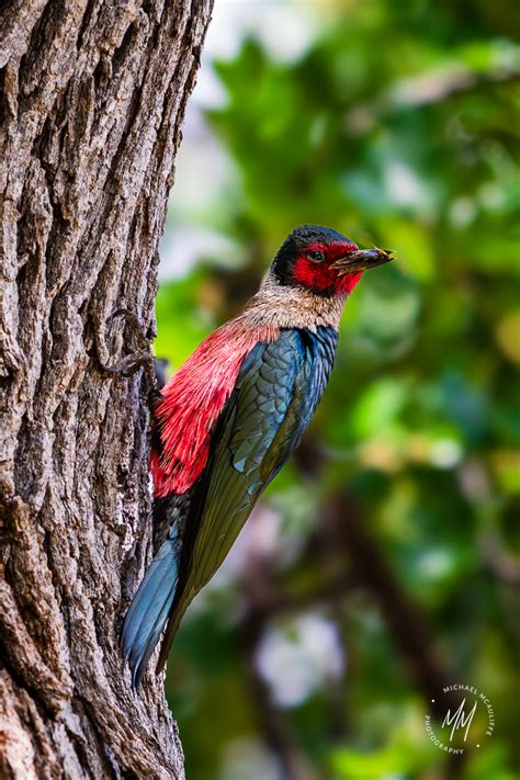 Lewiss Woodpeckers At Fort Simcoe Michael Mcauliffe Photography