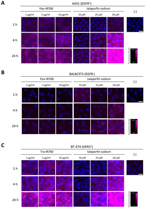 Bt474 Human Breast Ductal Carcinoma Cells ATCC Bioz