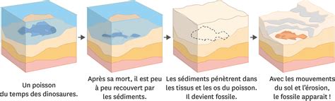 Comment Reconstituer La Biodiversit L Aide Des Fossiles