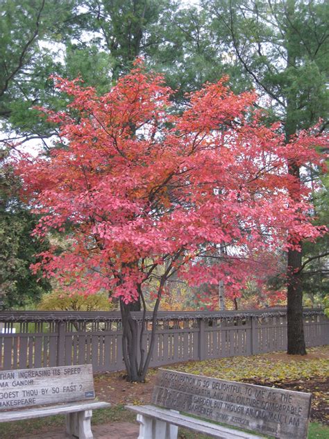 Serviceberry (Amelanchier) - Rotary Botanical Gardens