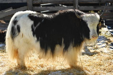 Colorado A Hotbed For North American Yak Ranching