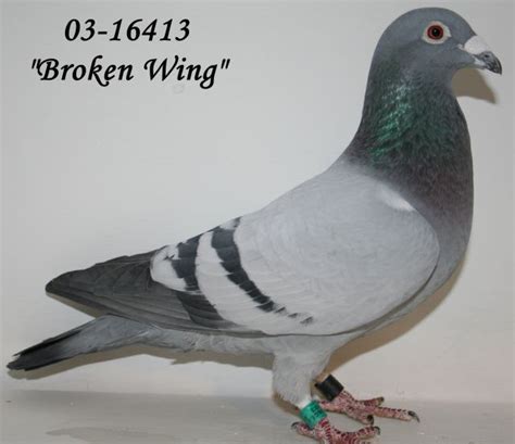 Lindbergduene Brevduer, Racing Pigeons - Broken Wing