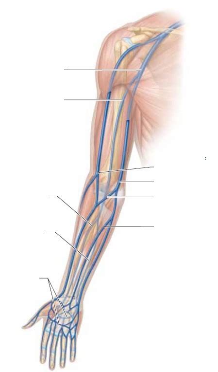 Upper Limb Veins Anterior View Diagram Quizlet