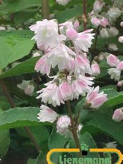 Deutzia Scabra Codsall Pink Baumschule Lienemann