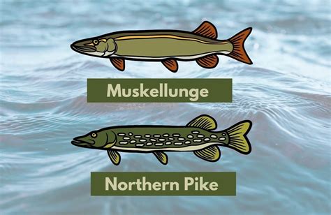 Muskie versus Pike: All You Need to Know - Niagara Fish Assassins