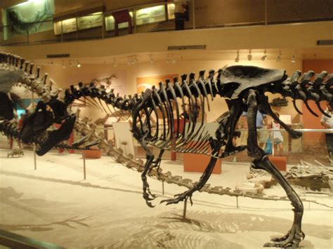 Virtual Field Trip The Smithsonian Museum Of Natural History