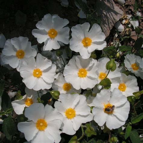 Cistus X Corbariensis Ciste Des Corbières à Fleurs Blanches à Cœur