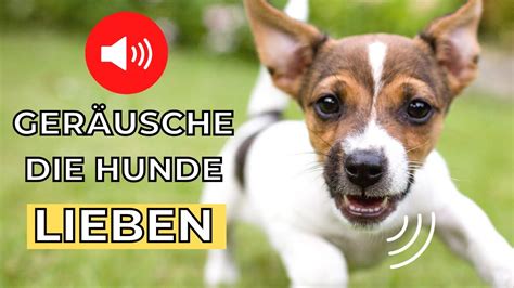 Ger Usche F R Hunde Lieblingsger Usche Von Hunden Youtube