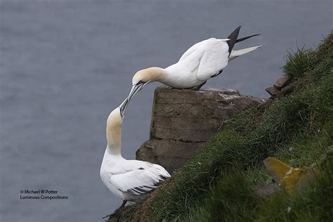 Northern Gannet Pair Touching Bills Two Northern Gannets T Flickr