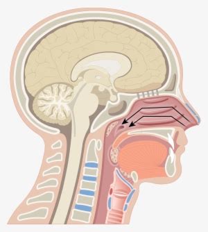 Turbinate Bones - Pharynx Anatomy - Free Transparent PNG Download - PNGkey