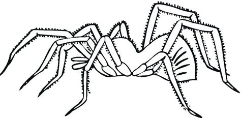 Tarantula Coloring Page At Free Printable Colorings