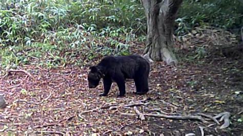 クマ目撃すでに過去最多3000件超住宅地＆観光地でも出没相次ぎ募る不安 「秋の不作」人里に接近か【北海道発】｜fnnプライムオンライン