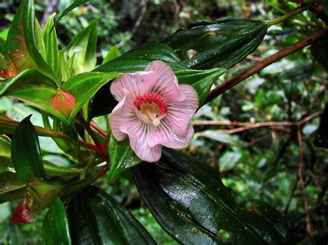 Blakea Laevigata Earthpedia Plant