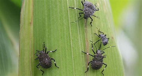 What Do I Do About Stink Bugs Around My Kennebunk Home