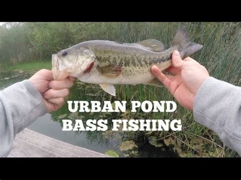 Bass Fishing Urban Ponds By Quarry Lakes Youtube