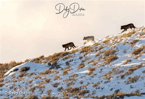 Yellowstone Wolf: Tracking the Packs