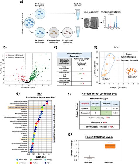 Metabolomic Analysis Of Hydrated And Desiccated Tardigrades A Schematic Download Scientific