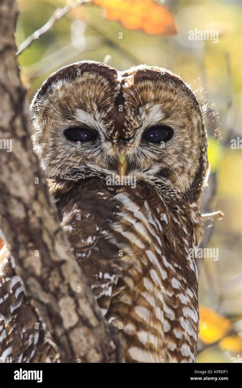 Mexican Spotted Owl Or Strix Occidentalis Lucida Very Difficult To