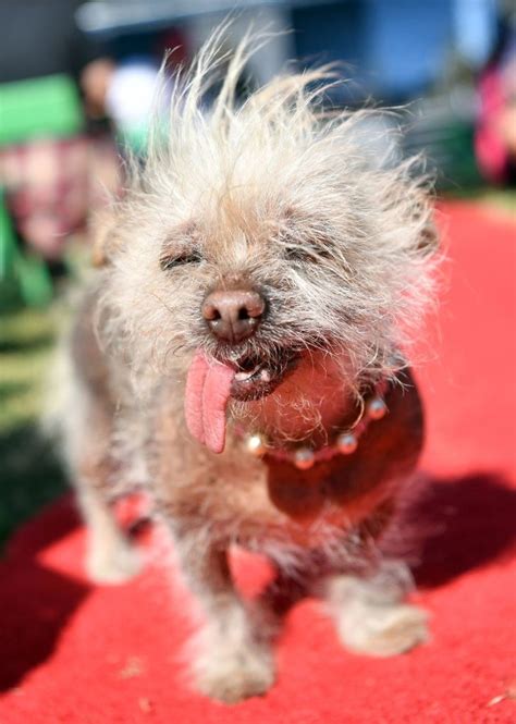 15 Photos Of The Most Adorable Ugly Dogs