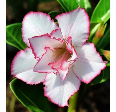 10 Sementes Rosa Do Deserto Mix Adenium Obesum R 23 99 Em Mercado Livre