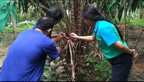 เกษตรอำเภอย่านตาขาว จังหวัดตรัง ลงพื้นที่ติดตามสถานการณ์การระบาดศัตรู