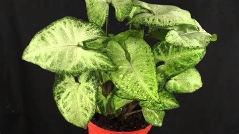 Syngonium Podophyllum Purpurtute Arrowhead Vine Youtube