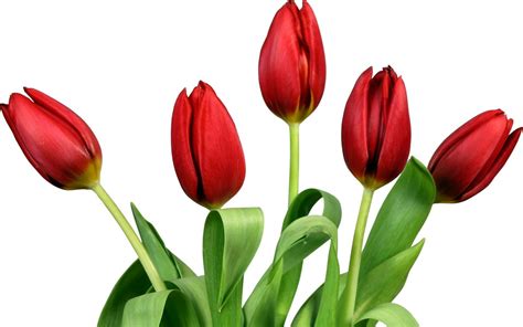 Hintergrundbilder Illustration Blumen Tulpen weißer Hintergrund