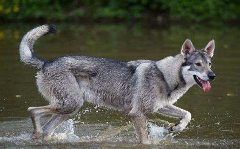 All About Northern Inuit Dog - Origin, Behavior, Trainability, Puppy ...