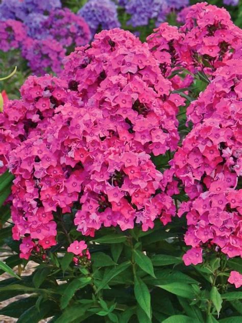 Phlox Glamour Girl Bluestone Perennials Tall Phlox Plants Garden