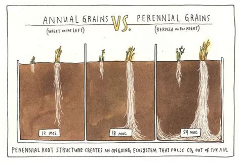 Perennial Grains Are The Future Of Sustainable Agriculture Planet Forward