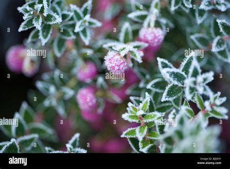 Pernettya hi-res stock photography and images - Alamy