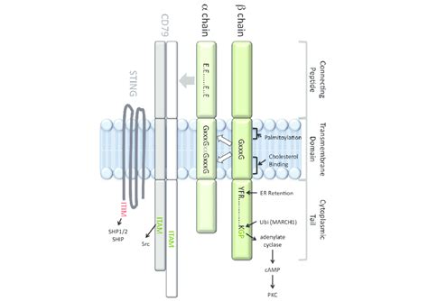 Major Histocompatibility Complex Class II Membrane Proximal Region The