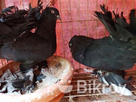 Black Lokha Kobutor In Mirpur Bikroy