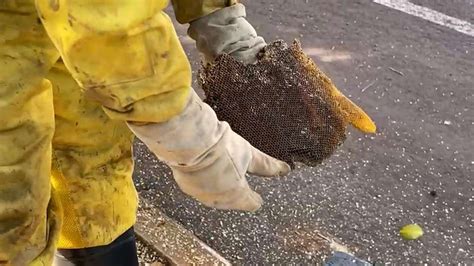 40 mil abelhas são retiradas de árvore no Centro de Cascavel