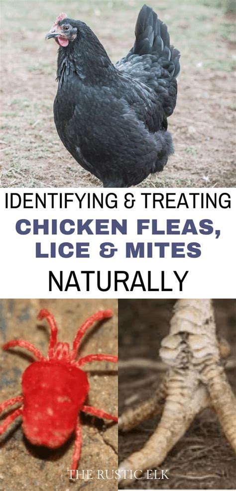 Treating Chicken Fleas Lice And Mites Naturally Chicken Flock Chicken