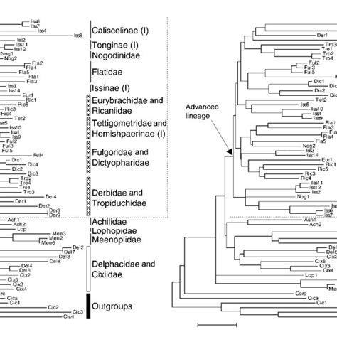 Phylogeny Of Fulgoroids Based On The Partial Mitochondrial 16S RDNA